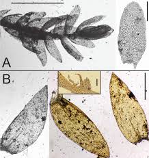 Attēlu rezultāti vaicājumam “Taxiphyllum wissgrillii”
