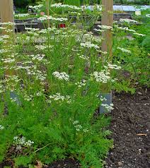 Image result for Carum carvi