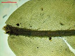 Attēlu rezultāti vaicājumam “Pseudobryum cinclidioides”