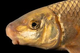 Image result for Moxostoma macrolepidotum