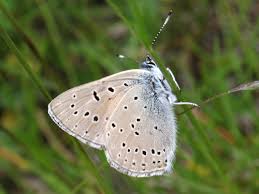 Attēlu rezultāti vaicājumam “Lycaena hippothoe underside”