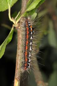 Attēlu rezultāti vaicājumam “Euproctis similis larva”