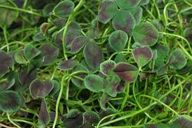 Attēlu rezultāti vaicājumam “Trifolium repens leaf”