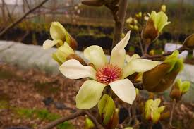 Attēlu rezultāti vaicājumam “Magnolia cylindrica”