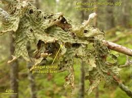 Attēlu rezultāti vaicājumam “Reticularia lobata spores”