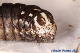 Attēlu rezultāti vaicājumam “Psychidae”