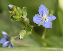 Attēlu rezultāti vaicājumam “Veronica beccabunga flower”
