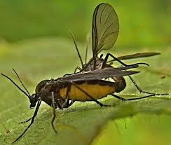 Attēlu rezultāti vaicājumam “Sciara analis”