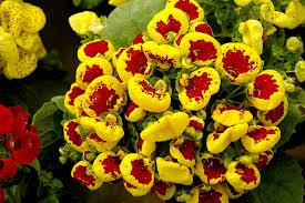 Image result for Calceolaria integrifolia
