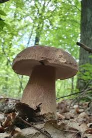 Attēlu rezultāti vaicājumam “Claustria didermoides stalked”