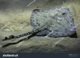 Image result for Raja montagui