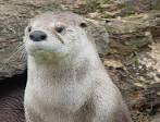 Otter (166k) - via Daymix
