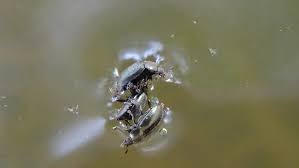 Attēlu rezultāti vaicājumam “Meligethes sp.”