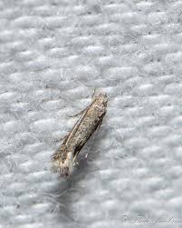 Attēlu rezultāti vaicājumam “Elachista maculicerusella”