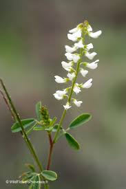 Attēlu rezultāti vaicājumam “Melilotus”