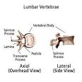Spinal Anatomy Overview