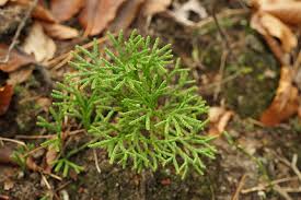 Attēlu rezultāti vaicājumam “Diphasium complanatum”