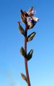 Attēlu rezultāti vaicājumam “Myosotis stricta”