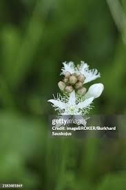 Attēlu rezultāti vaicājumam “Menyanthes trifoliata bud”