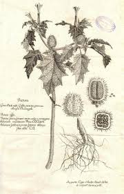 Image result for Datura stramonium