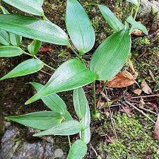 Attēlu rezultāti vaicājumam “Polygonatum odoratum bud”