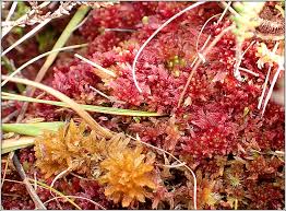 Attēlu rezultāti vaicājumam “Sphagnum rubellum”
