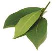 Cook's Thesaurus: European Herbs