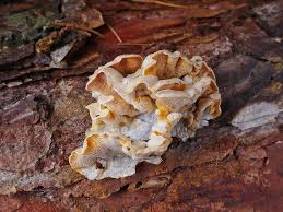 Attēlu rezultāti vaicājumam “Skeletocutis amorpha”