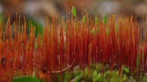 Attēlu rezultāti vaicājumam “Pohlia nutans”