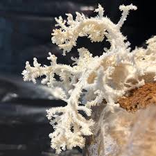 Attēlu rezultāti vaicājumam “Hericium coralloides”