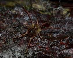 Attēlu rezultāti vaicājumam “Lophopilio palpinalis”