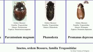 Attēlu rezultāti vaicājumam “Ostoma ferruginea”