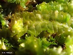 Attēlu rezultāti vaicājumam “Barbilophozia lycopodioides macro”