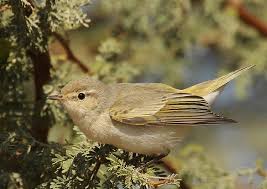 Image result for Phylloscopus orientalis