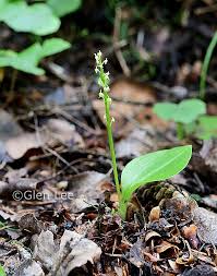 Attēlu rezultāti vaicājumam “Malaxis monophyllos flower”
