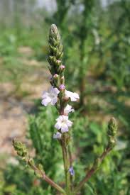 Image result for Verbena officinalis