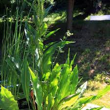 Attēlu rezultāti vaicājumam “Rumex hydrolapathum”