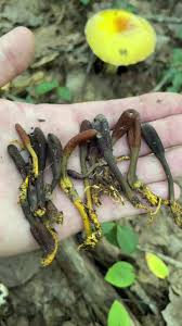 Attēlu rezultāti vaicājumam “Cordyceps ophioglossoides”