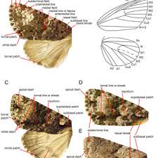 Attēlu rezultāti vaicājumam “Craniophora ligustri larva”