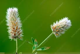 Attēlu rezultāti vaicājumam “Trifolium arvense”