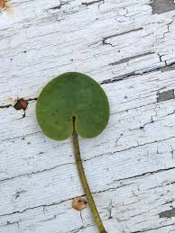 Attēlu rezultāti vaicājumam “Hydrocharis morsus-ranae bud”