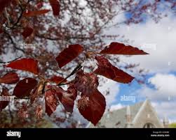 Attēlu rezultāti vaicājumam “Fagus sylvatica fo. purpurea flower”