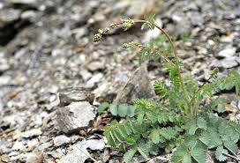 Image result for Sanguisorba minor
