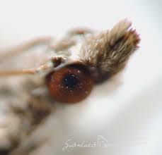 Attēlu rezultāti vaicājumam “Eudonia lacustrata”