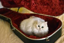 Image result for Cat sleeping in guitar