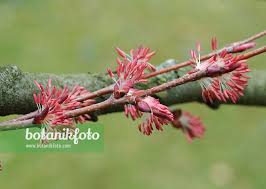 Attēlu rezultāti vaicājumam “Cercidiphyllum japonicum fruit”