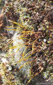 Attēlu rezultāti vaicājumam “Grimmia pulvinata sporophyte”