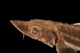 Image result for Acipenser transmontanus