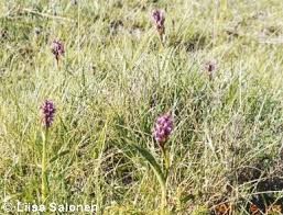 Attēlu rezultāti vaicājumam “Dactylorhiza cruenta flower”