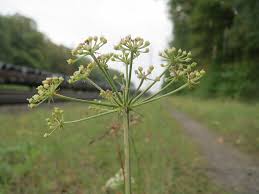 Attēlu rezultāti vaicājumam “Peucedanum oreoselinum”